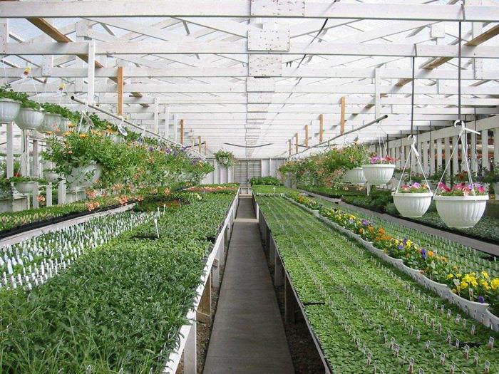 花卉大棚 花卉大棚